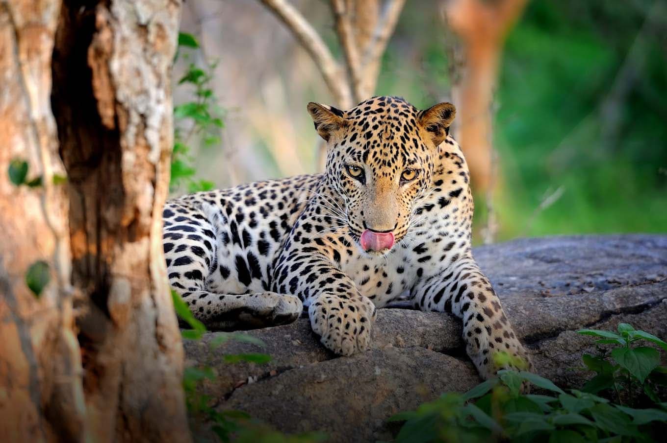 Yala National Park Adventure